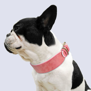 weites Halsband für Windhunde große Kräftige Hunde