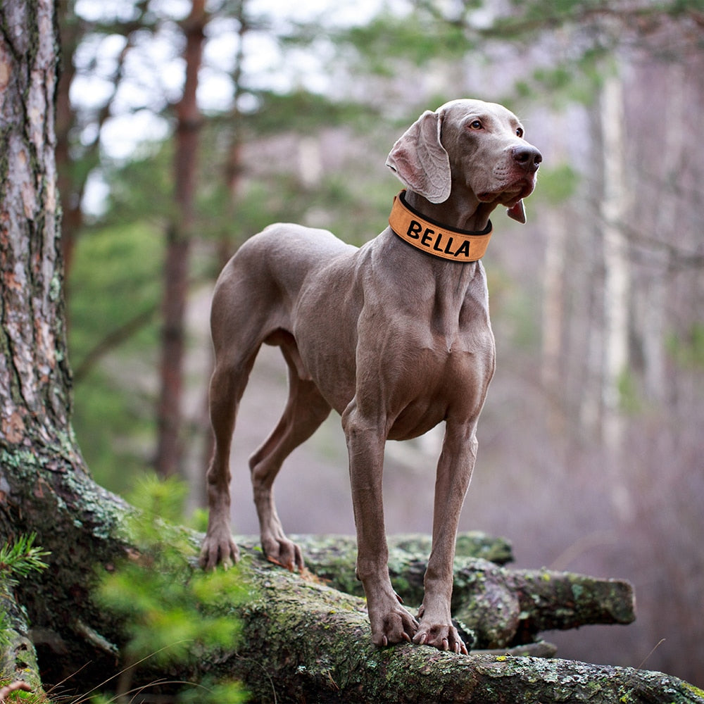 breites hohes gepolstertes Hundehalsband aus veganem Leder mit Persoanlisierung