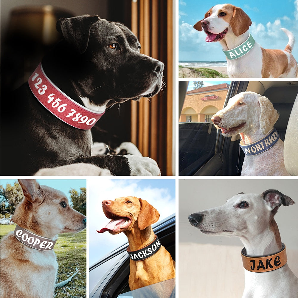 breites Halsband für Hunde