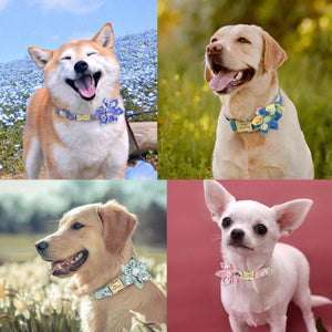 Hundehalsband mit Blume goldene Metallschließe